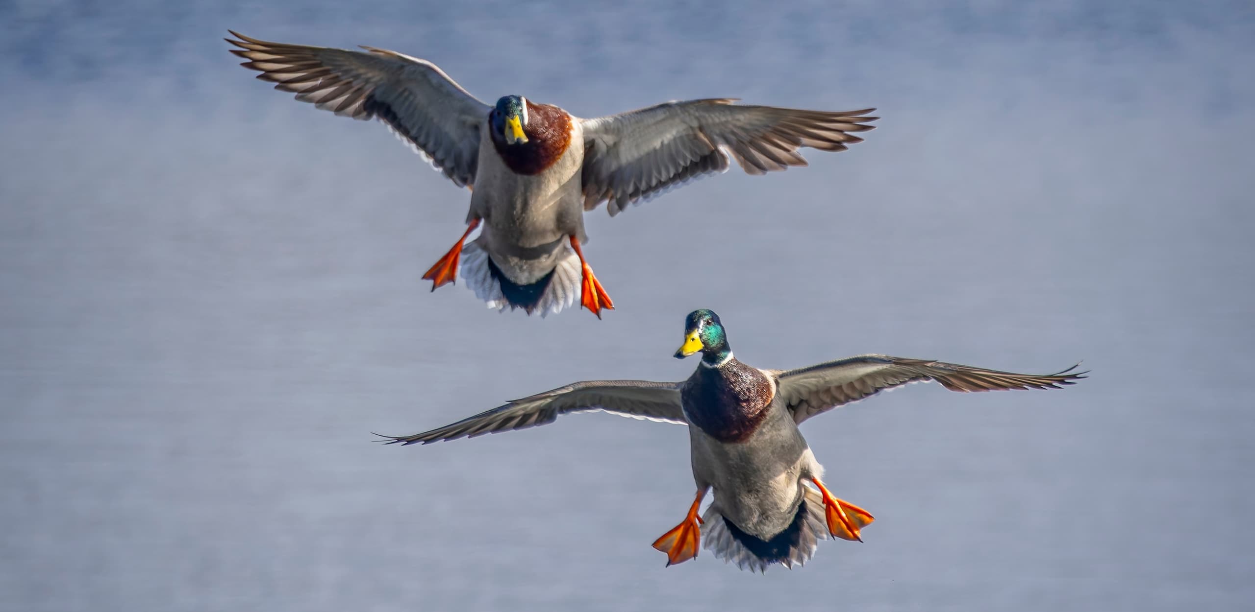 Mallard drakes coming in to land