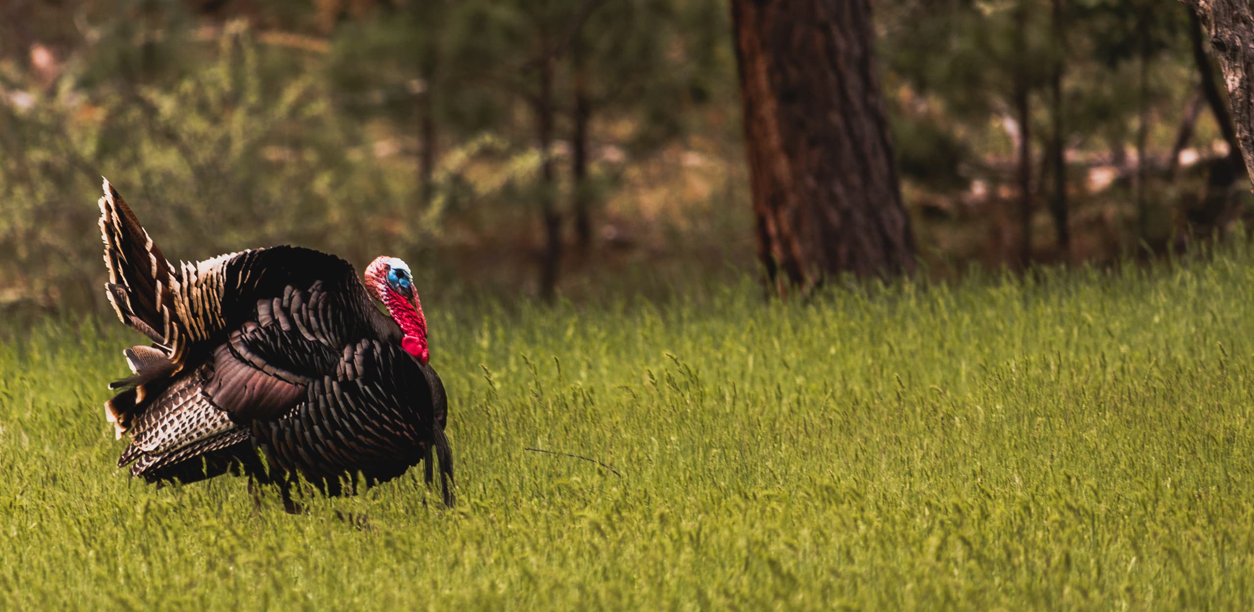 A strutting wild turkey gobbler