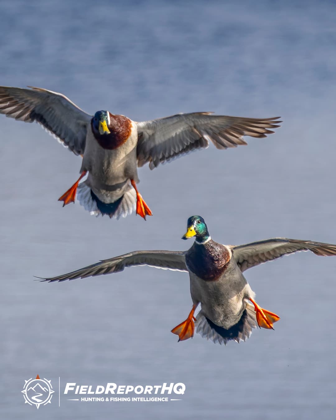 2026 Duck Season Flyway Forecast
