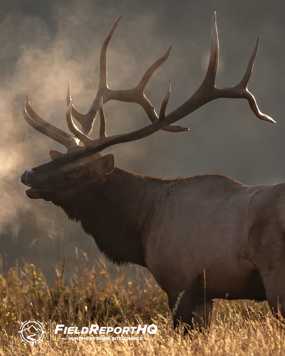 Out of State Archery Elk: The First-Timer's Guide